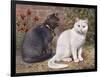 Blue, White Shorthairs-W. Luker-Framed Art Print