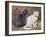 Blue, White Shorthairs-W. Luker-Framed Art Print