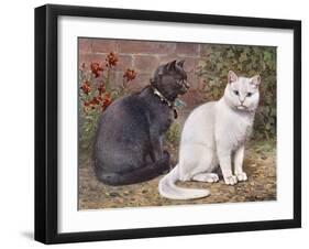 Blue, White Shorthairs-W. Luker-Framed Art Print