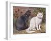 Blue, White Shorthairs-W. Luker-Framed Art Print