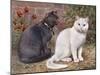 Blue, White Shorthairs-W. Luker-Mounted Art Print