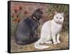 Blue, White Shorthairs-W. Luker-Framed Stretched Canvas
