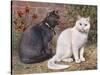 Blue, White Shorthairs-W. Luker-Stretched Canvas