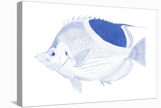 Blue & White Tropical Fish I-Vision Studio-Stretched Canvas