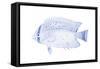 Blue & White Tropical Fish III-Vision Studio-Framed Stretched Canvas