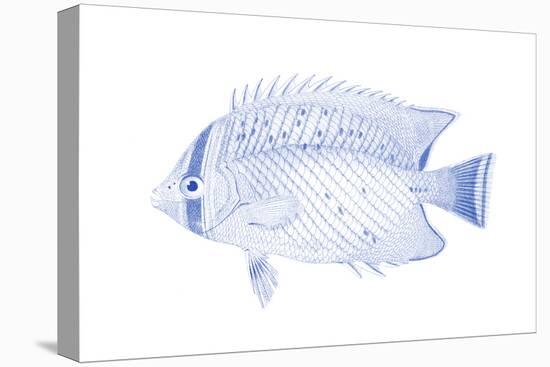 Blue & White Tropical Fish III-Vision Studio-Stretched Canvas