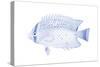 Blue & White Tropical Fish III-Vision Studio-Stretched Canvas