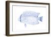 Blue & White Tropical Fish III-Vision Studio-Framed Art Print