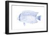 Blue & White Tropical Fish III-Vision Studio-Framed Art Print