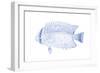 Blue & White Tropical Fish III-Vision Studio-Framed Art Print