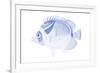 Blue & White Tropical Fish IV-Vision Studio-Framed Art Print