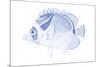 Blue & White Tropical Fish IV-Vision Studio-Mounted Art Print