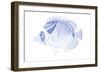 Blue & White Tropical Fish IV-Vision Studio-Framed Art Print