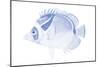 Blue & White Tropical Fish IV-Vision Studio-Mounted Art Print