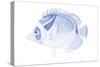 Blue & White Tropical Fish IV-Vision Studio-Stretched Canvas