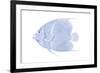 Blue & White Tropical Fish V-Vision Studio-Framed Art Print