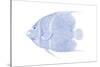 Blue & White Tropical Fish V-Vision Studio-Stretched Canvas