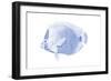 Blue & White Tropical Fish VI-Vision Studio-Framed Art Print