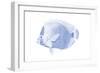 Blue & White Tropical Fish VI-Vision Studio-Framed Art Print