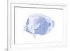 Blue & White Tropical Fish VI-Vision Studio-Framed Art Print