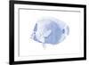 Blue & White Tropical Fish VI-Vision Studio-Framed Art Print