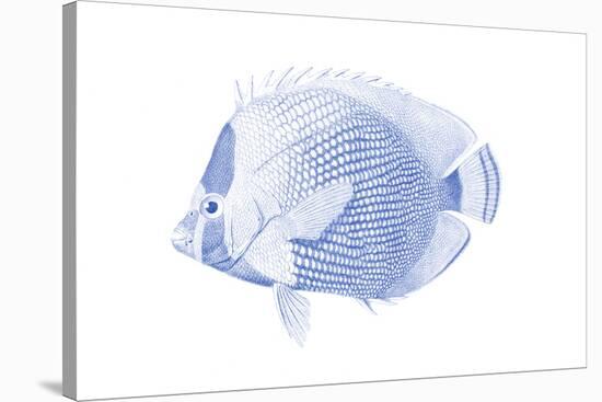 Blue & White Tropical Fish VI-Vision Studio-Stretched Canvas
