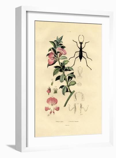 Blue Wild Indigo, 1833-39-null-Framed Giclee Print