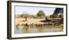 Blue wildebeest and Plains zebra , Mkhuze Game Reserve, Kwazulu-Natal, South Africa, Africa-Christian Kober-Framed Photographic Print