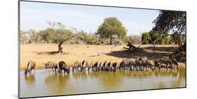Blue wildebeest and Plains zebra , Mkhuze Game Reserve, Kwazulu-Natal, South Africa, Africa-Christian Kober-Mounted Photographic Print