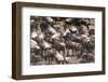 Blue wildebeest at Mara River, Maasai Mara National Reserve, Kenya-Nico Tondini-Framed Photographic Print