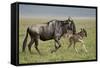 Blue Wildebeest (Brindled Gnu) (Connochaetes Taurinus) Cow and Days-Old Calf Running-James Hager-Framed Stretched Canvas