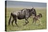 Blue Wildebeest (Brindled Gnu) (Connochaetes Taurinus) Cow and Days-Old Calf Running-James Hager-Stretched Canvas