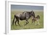 Blue Wildebeest (Brindled Gnu) (Connochaetes Taurinus) Cow and Days-Old Calf Running-James Hager-Framed Photographic Print