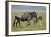 Blue Wildebeest (Brindled Gnu) (Connochaetes Taurinus) Cow and Days-Old Calf Running-James Hager-Framed Photographic Print