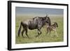 Blue Wildebeest (Brindled Gnu) (Connochaetes Taurinus) Cow and Days-Old Calf Running-James Hager-Framed Photographic Print