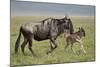 Blue Wildebeest (Brindled Gnu) (Connochaetes Taurinus) Cow and Days-Old Calf Running-James Hager-Mounted Photographic Print