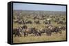 Blue Wildebeest (Brindled Gnu) (Connochaetes Taurinus) Herd-James Hager-Framed Stretched Canvas