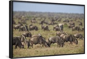 Blue Wildebeest (Brindled Gnu) (Connochaetes Taurinus) Herd-James Hager-Framed Photographic Print