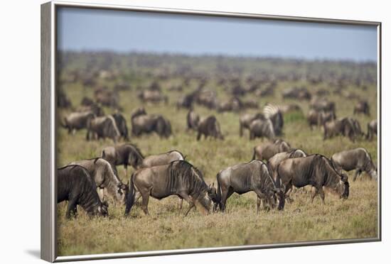 Blue Wildebeest (Brindled Gnu) (Connochaetes Taurinus) Herd-James Hager-Framed Photographic Print