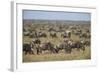 Blue Wildebeest (Brindled Gnu) (Connochaetes Taurinus) Herd-James Hager-Framed Photographic Print