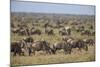 Blue Wildebeest (Brindled Gnu) (Connochaetes Taurinus) Herd-James Hager-Mounted Photographic Print