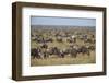 Blue Wildebeest (Brindled Gnu) (Connochaetes Taurinus) Herd-James Hager-Framed Photographic Print