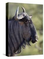 Blue Wildebeest (Brindled Gnu) (Connochaetes Taurinus), Imfolozi Game Reserve, South Africa, Africa-James Hager-Stretched Canvas