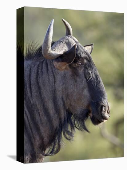 Blue Wildebeest (Brindled Gnu) (Connochaetes Taurinus), Imfolozi Game Reserve, South Africa, Africa-James Hager-Stretched Canvas