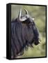 Blue Wildebeest (Brindled Gnu) (Connochaetes Taurinus), Imfolozi Game Reserve, South Africa, Africa-James Hager-Framed Stretched Canvas