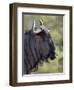 Blue Wildebeest (Brindled Gnu) (Connochaetes Taurinus), Imfolozi Game Reserve, South Africa, Africa-James Hager-Framed Photographic Print