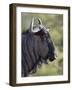 Blue Wildebeest (Brindled Gnu) (Connochaetes Taurinus), Imfolozi Game Reserve, South Africa, Africa-James Hager-Framed Photographic Print