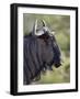 Blue Wildebeest (Brindled Gnu) (Connochaetes Taurinus), Imfolozi Game Reserve, South Africa, Africa-James Hager-Framed Photographic Print