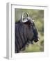 Blue Wildebeest (Brindled Gnu) (Connochaetes Taurinus), Imfolozi Game Reserve, South Africa, Africa-James Hager-Framed Photographic Print