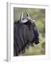 Blue Wildebeest (Brindled Gnu) (Connochaetes Taurinus), Imfolozi Game Reserve, South Africa, Africa-James Hager-Framed Photographic Print